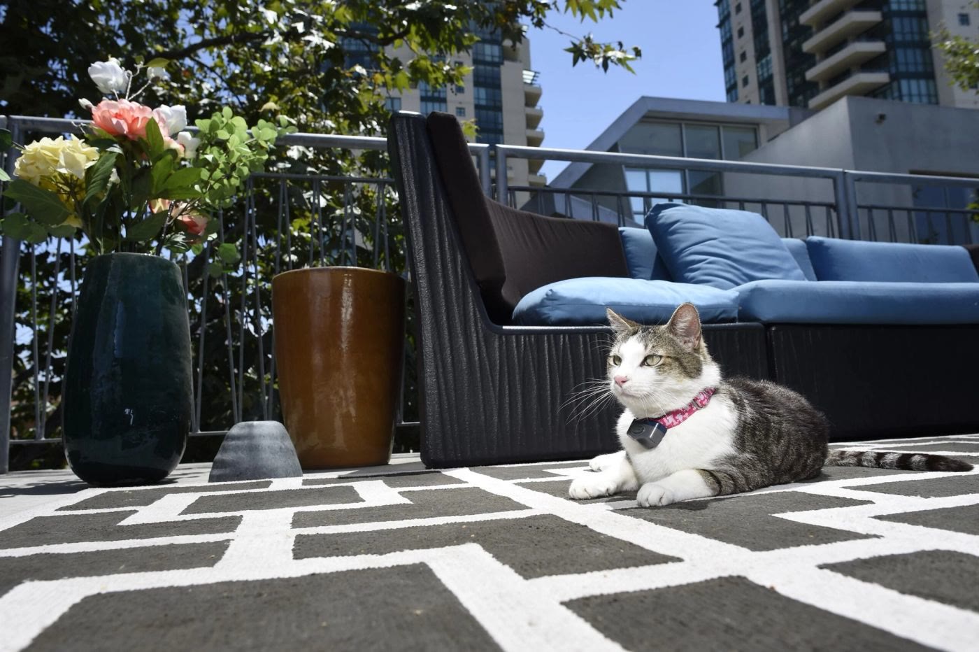Fences made for cats too