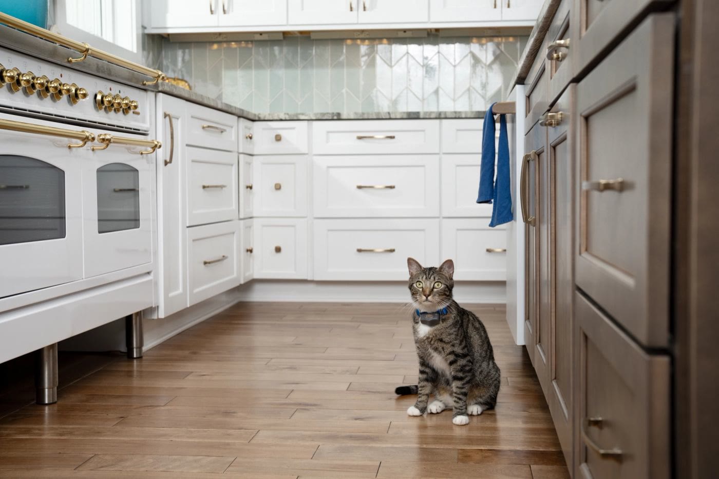 Indoor rules for each pet