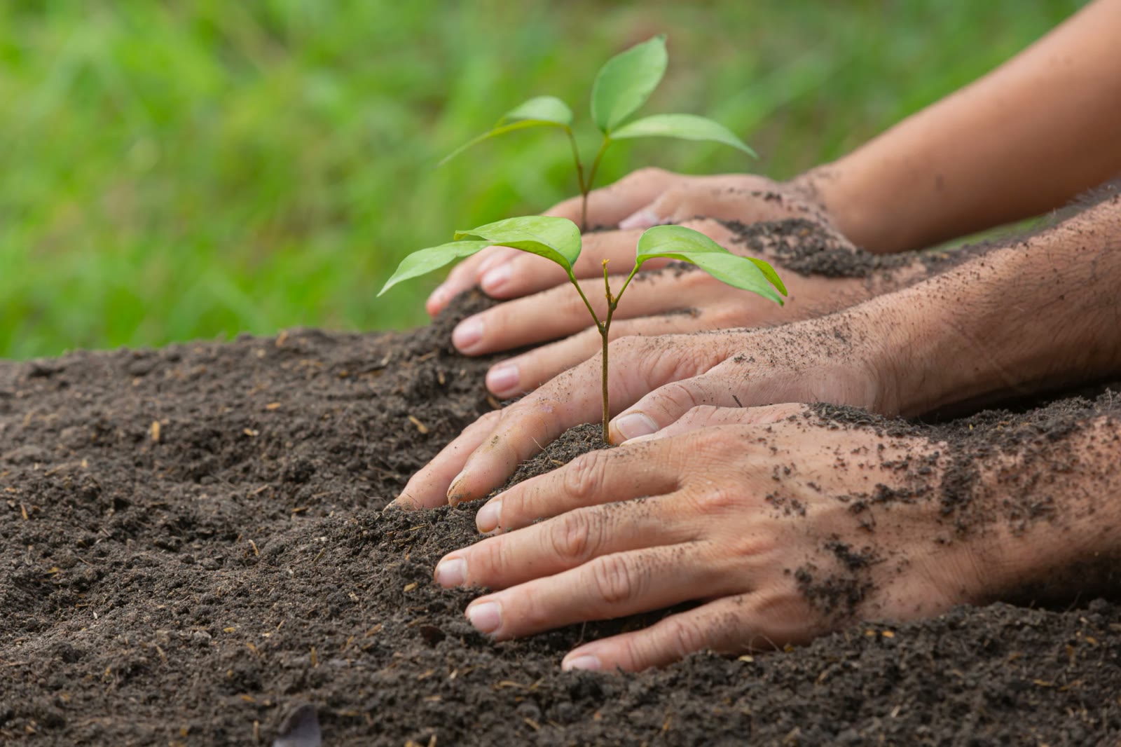 One board sold, one tree planted