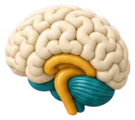 Brain