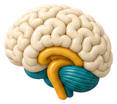 Brain