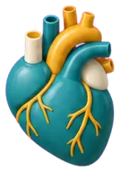 Heart