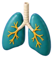 Lungs