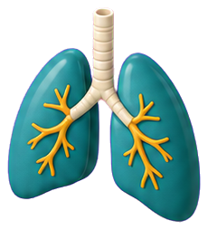 Lungs