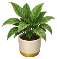 Potted plant